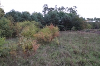Działka 2119 m², Kłodawa, Mironice - 300000 zł (nr 1076/2301/OGS)