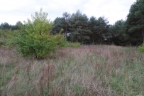 Działka 2119 m², Kłodawa, Mironice - 300000 zł (nr 1076/2301/OGS)