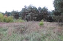Działka 2119 m², Kłodawa, Mironice - 300000 zł (nr 1076/2301/OGS)