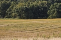 Działka 1050 m&sup2;, Kłodawa - 149000 zł (nr 1348/2562/OGS)