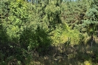 Działka 734 m², Bogdaniec - 120000 zł (nr 1082/2301/OGS)
